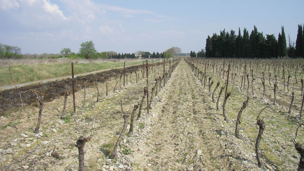 Fig. 15. Empierrement caractéristique dans une vigne